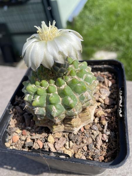 Gymnocalycium uebelmannianus